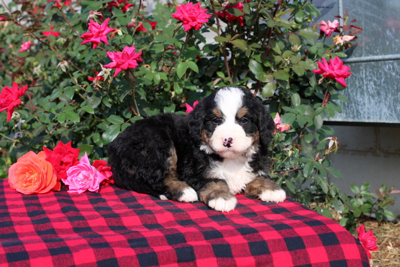 puppy, for, sale, Morkie, Matthew B. Stoltzfus, dog, breeder, Gap, PA, dog-breeder, puppy-for-sale, forsale, nearby, find, puppyfind, locator, puppylocator, aca